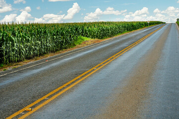 Fototapeta premium Mechanized corn crop, at margin of the GO-10 highway, between the municipalities of Luziania and Caldas Novas – Goias, Brazil, Sep 2019