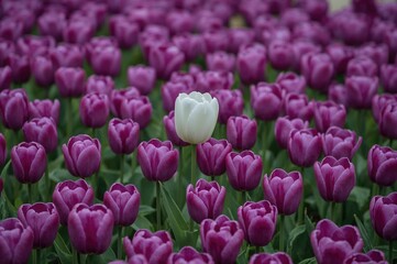 Obraz premium A solitary white tulip flourishing among numerous purple and violet tulips during springtime