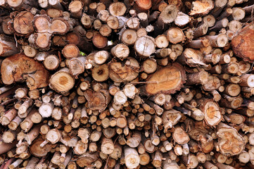 Eucalyptus logs originated from forestry plantations used for charcoal production. Alexania. Goias, Brazil, Sep 2019