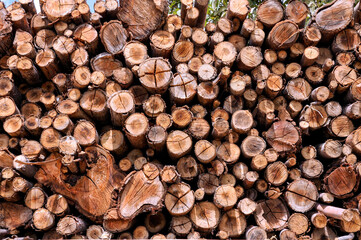 Eucalyptus logs originated from forestry plantations used for charcoal production. Alexania. Goias, Brazil, Sep 2019