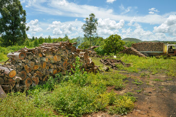 Eucalyptus logs originated from forestry plantations used for charcoal production. Alexania. Goias, Brazil, Sep 2019