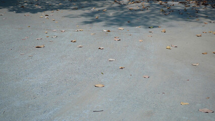 The Road Covered with Beautiful Leaves