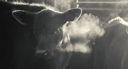 Steam on calves breath during cold winter morning on black angus cow ranch for agriculture background. © ccestep8