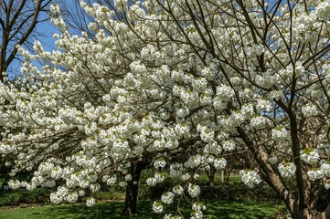 A colorful garden adorned with flourishing white blossoms on tree branches, showcasing a breathtaking scene