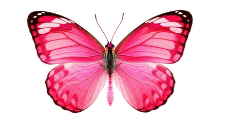Isolated Pink Butterfly with Open Wings © Jonas