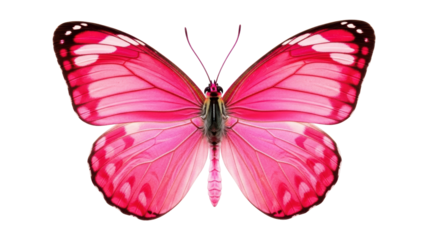 Isolated Pink Butterfly with Open Wings