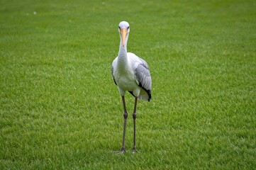 Naklejka premium Vertical photograph of a yellow-billed stork standing on lush green grass