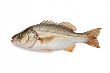 Fototapeta premium A vibrant red sea bass displayed on a plain white backdrop, isolated with a clipping path