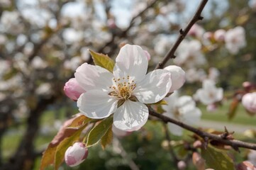 Obraz premium Detailed view of pink flower buds in bloom