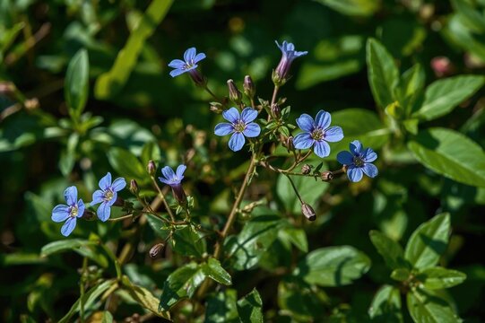 Azure-colored Anagallis arvensis flowers in a natural garden setting, medicinal herbs and invasive species of the Primulaceae family