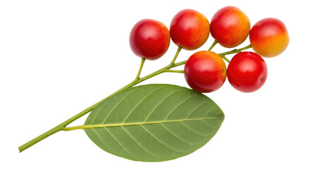 Isolated Cherries on a Branch