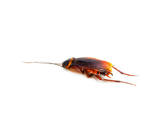 Brown Cockroach Pest Insect Bug Isolated on White Background