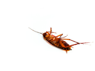 Dead Cockroach Insect Pest Upside Down on White Background
