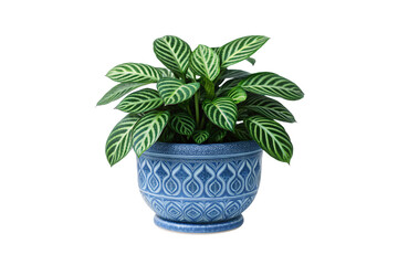 Obraz premium Green striped prayer plant in decorative blue ceramic pot with geometric patterns and matching saucer, isolated on a transparent background