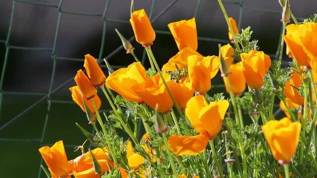 Pavot de Californie (Eschscholzia californica) au soleil dans un jardin, berc&eacute; par le vent. Le pavot de Californie est une plante &agrave; fleurs rouges, orange ou jaunes qui pousse au printemps et en &eacute;t&eacute;. 