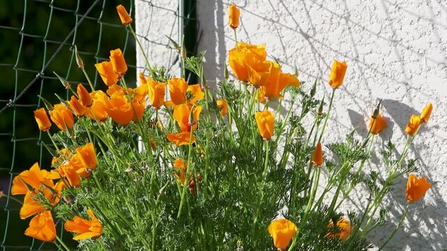Pavot de Californie (Eschscholzia californica) au soleil dans un jardin, berc&eacute; par le vent. Le pavot de Californie est une plante &agrave; fleurs rouges, orange ou jaunes qui pousse au printemps et en &eacute;t&eacute;. 