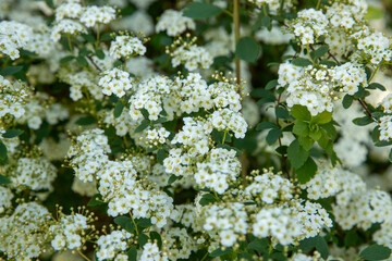 Spirée en fleurs avec des fleurs blanches sur un fond naturel ensoleillée et discret de fin de journée.