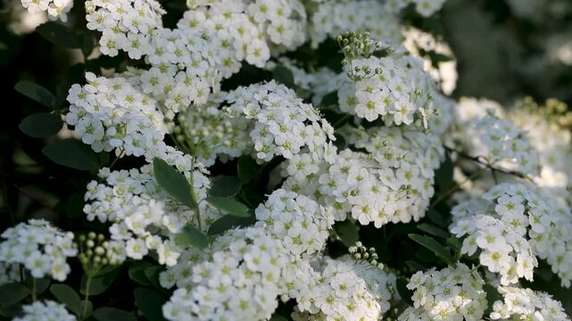 Spir&eacute;e en fleurs avec des fleurs blanches sur un fond naturel ensoleill&eacute;e et discret de fin de journ&eacute;e.