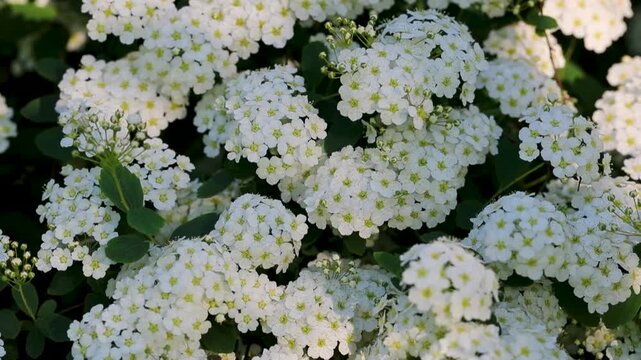 Spir&eacute;e en fleurs avec des fleurs blanches sur un fond naturel ensoleill&eacute;e et discret de fin de journ&eacute;e.
