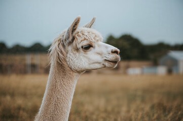 Obraz premium A vertical photo of a domestic alpaca in a rural natural setting