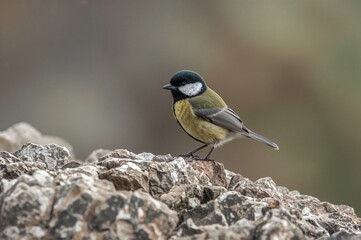 A Small Bird Sits Alert on the Stones, Watching Its Surroundings Carefully.