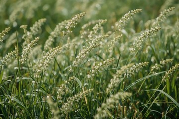 A blooming grass plant featuring white blossoms
