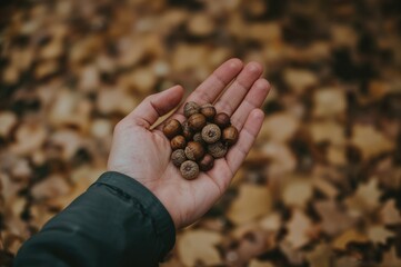 Close-up of acorns held in a person's palm against a soft autumn backdrop