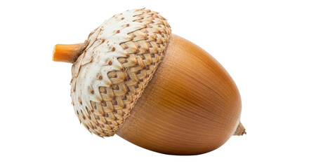 Isolated acorn