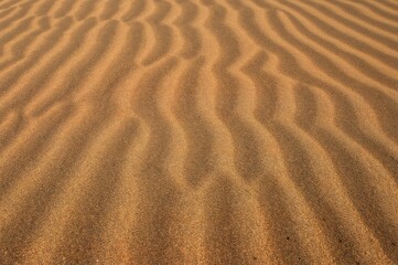Detailed view of wavy sand formations illuminated by warm sunlight, showcasing complex undulating shapes with a few green sprouts rising from the smooth surface.