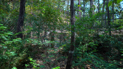 Obraz premium The King of forest Walks Alone