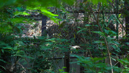 The King of forest Walks Alone