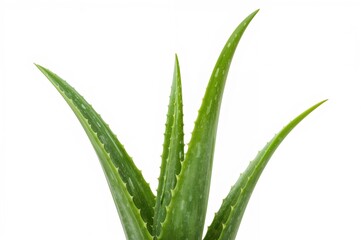 Obraz premium Isolated Aloe Vera Leaves on a Plain Background