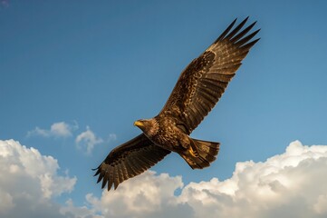 Fototapeta premium A majestic bird glides above the dawn mist.