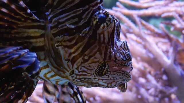Very Close up head of lion or zebra fish swimming slowly underwater