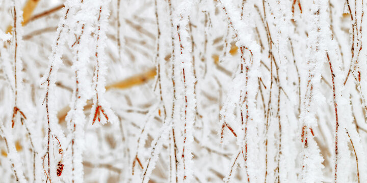 Frost-covered branches as winter nature banner, white closeup snow birch tree twigs with catkins, frozen tree against cold, snowy backgrounds. Natural aesthetic wintertime scenery