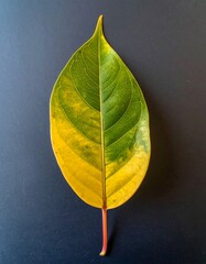 Single leaf, vibrant yellow and green