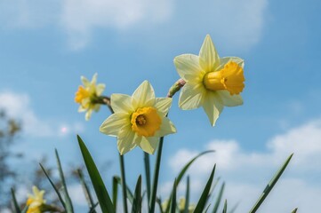 Obraz premium Two daffodils with a blurred backdrop