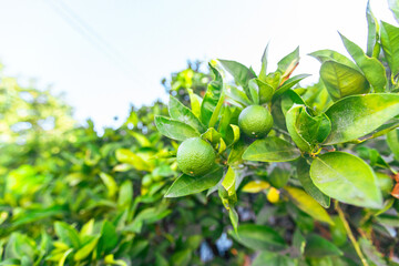 Close-up of unripe green limes hanging on healthy citrus tree branch with vibrant foliage in natural outdoor setting showcasing organic fruit cultivation and sustainable agriculture.
