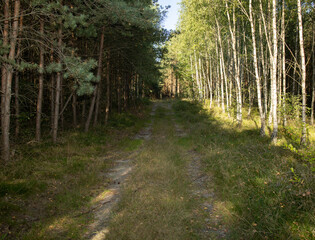 a sandy road separates a birch grove and a coniferous forest in one photo, a beautiful, unusual landscape