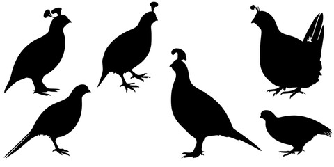 Quail Study: Feathered Grace, A visual exploration of quail posture and movement