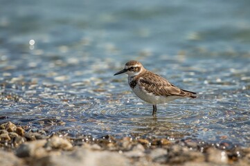 Small Ringed Plover Near Water