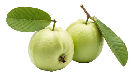 Isolated Guava Fruits