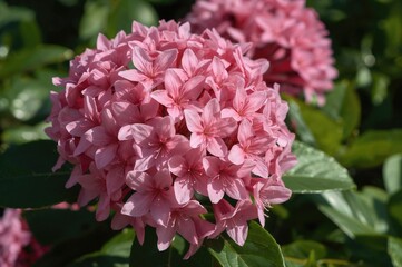 Obraz premium Pink blossoms of Ixora coccinea brighten the garden