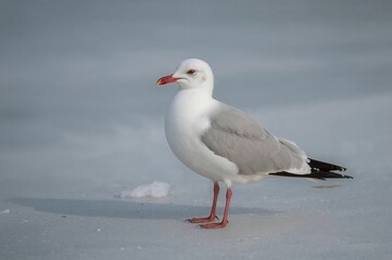 Naklejka premium Adult Common gull (Larus canus) sporting winter feathers perched on ice