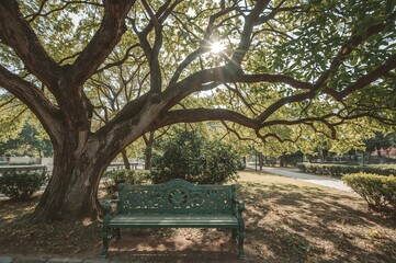 A tranquil setting featuring an aged green bench beneath a sprawling tree in an urban park.