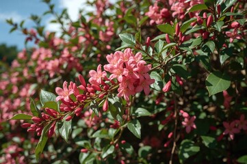 Scenic view featuring the vibrant Coral vine flower