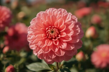 A lovely red blossom for a charming young lady
