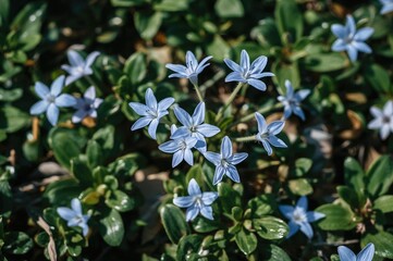 Obraz premium Blue floral star shapes against a backdrop of green foliage