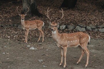 A Stag Roaming in a Peaceful Park Setting