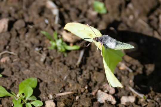 Brimstone Butterfly